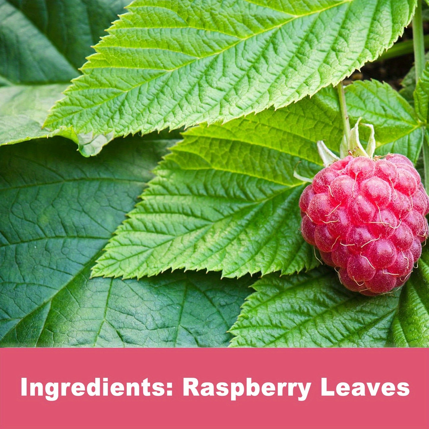 TEARELAE Raspberry Leaf Tea - Caffeine-Free Herbal Infusion, 3.17oz (60 Bags), Red Raspberry Leaves, Gluten-Free, Indulge in Subtle Sweetness & Earthy Flavor
