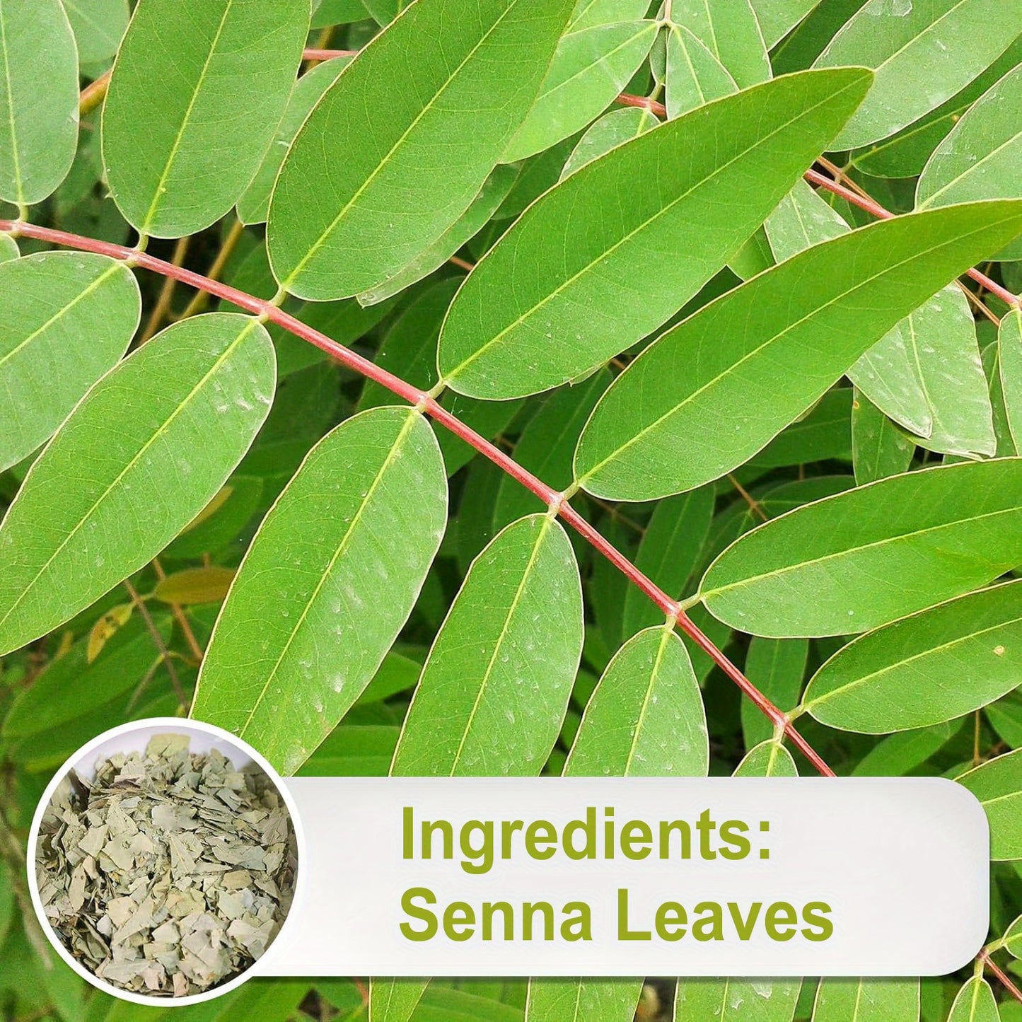 TEARELAE Premium Indian Senna Leaf Tea Bags - Caffeine-Free, Strong Flavor, 5.3oz (100 Bags) - Natural Harvest, Gluten-Free, Easy Brew with Soundwave technology Technology - Ideal for Health Benefits & Taste Enthusiasts